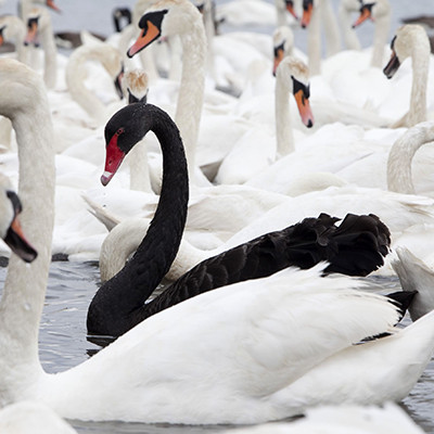 In most of the world black swans were thought not to exist, until 1697, when Europeans first saw them in Australia. The term ‘black swan’ now refers to a possibly cataclysmic event that had previously been thought to be impossible.
